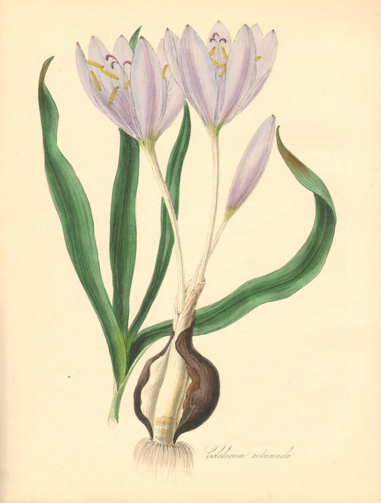 PLANTAE UTILIORES. Meadow Saffron (Colchicum autumnale)Hand colour.BURNETT 1842